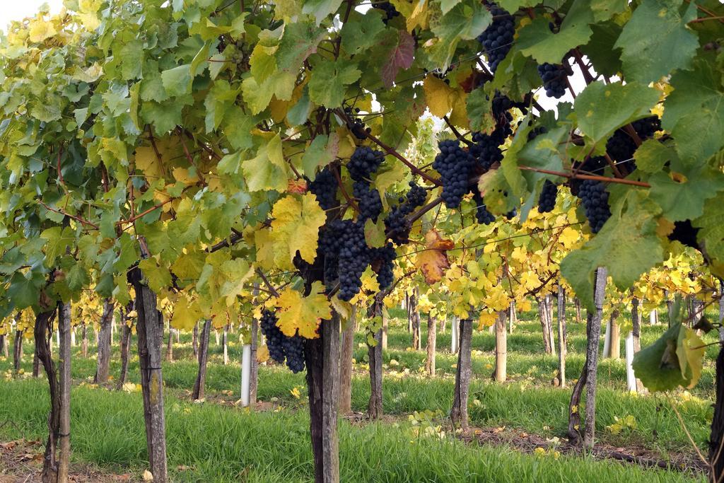 Appartamento Winzerhof Familie Kloeckl Klöch Esterno foto