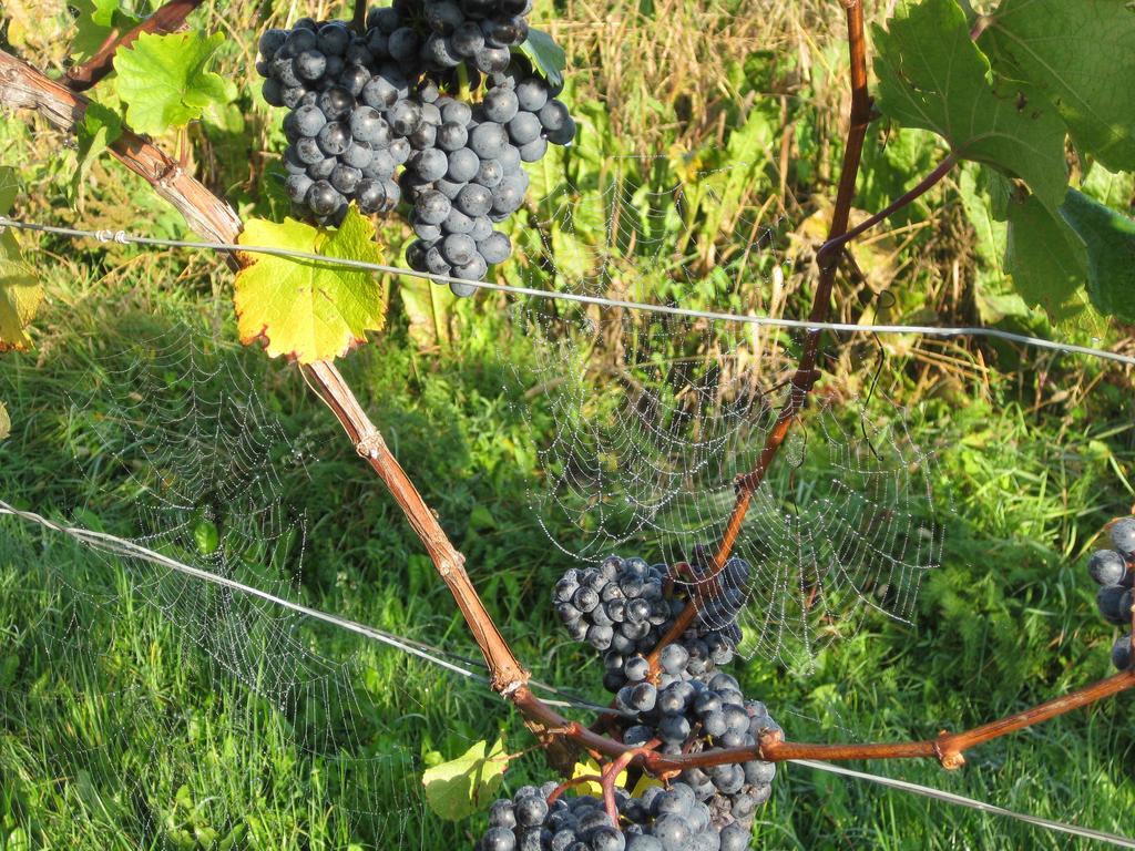 Appartamento Winzerhof Familie Kloeckl Klöch Esterno foto