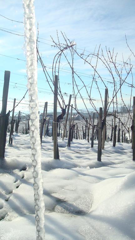 Appartamento Winzerhof Familie Kloeckl Klöch Esterno foto